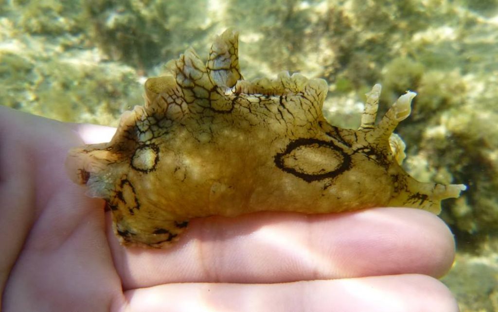 da identificare